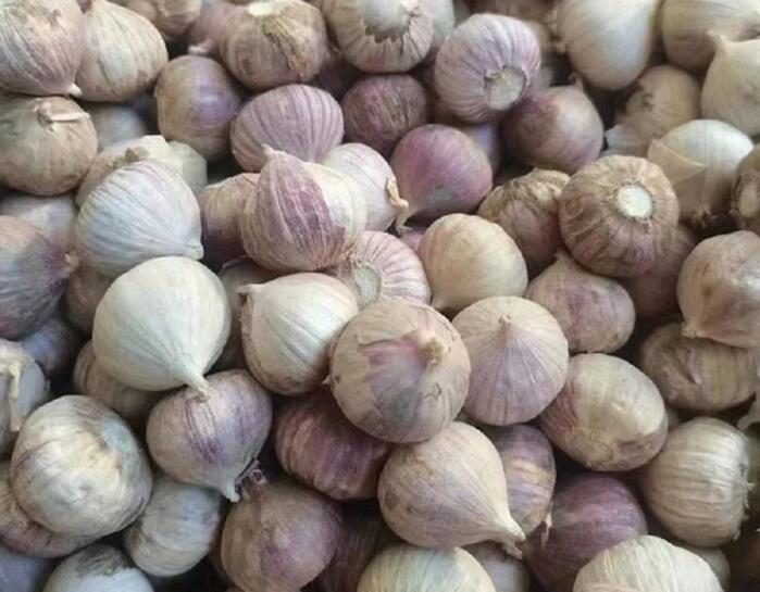 Yunnan Solo Garlic
